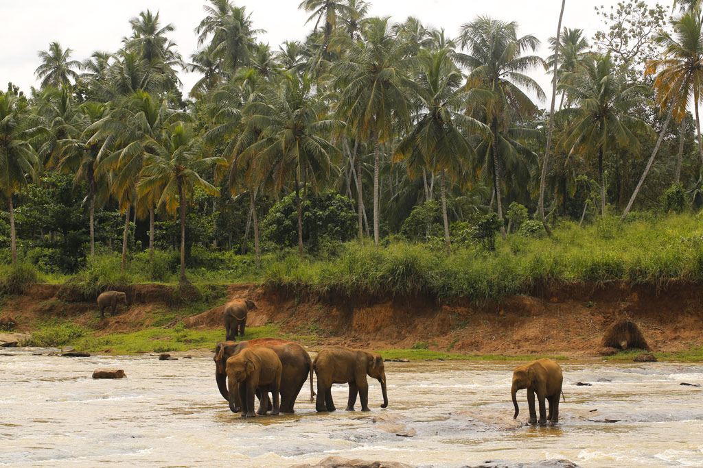 orfelinatul de elefanți din Pinnawala